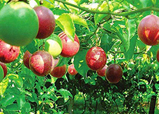 香香的百香果吃起来竟然这么酸