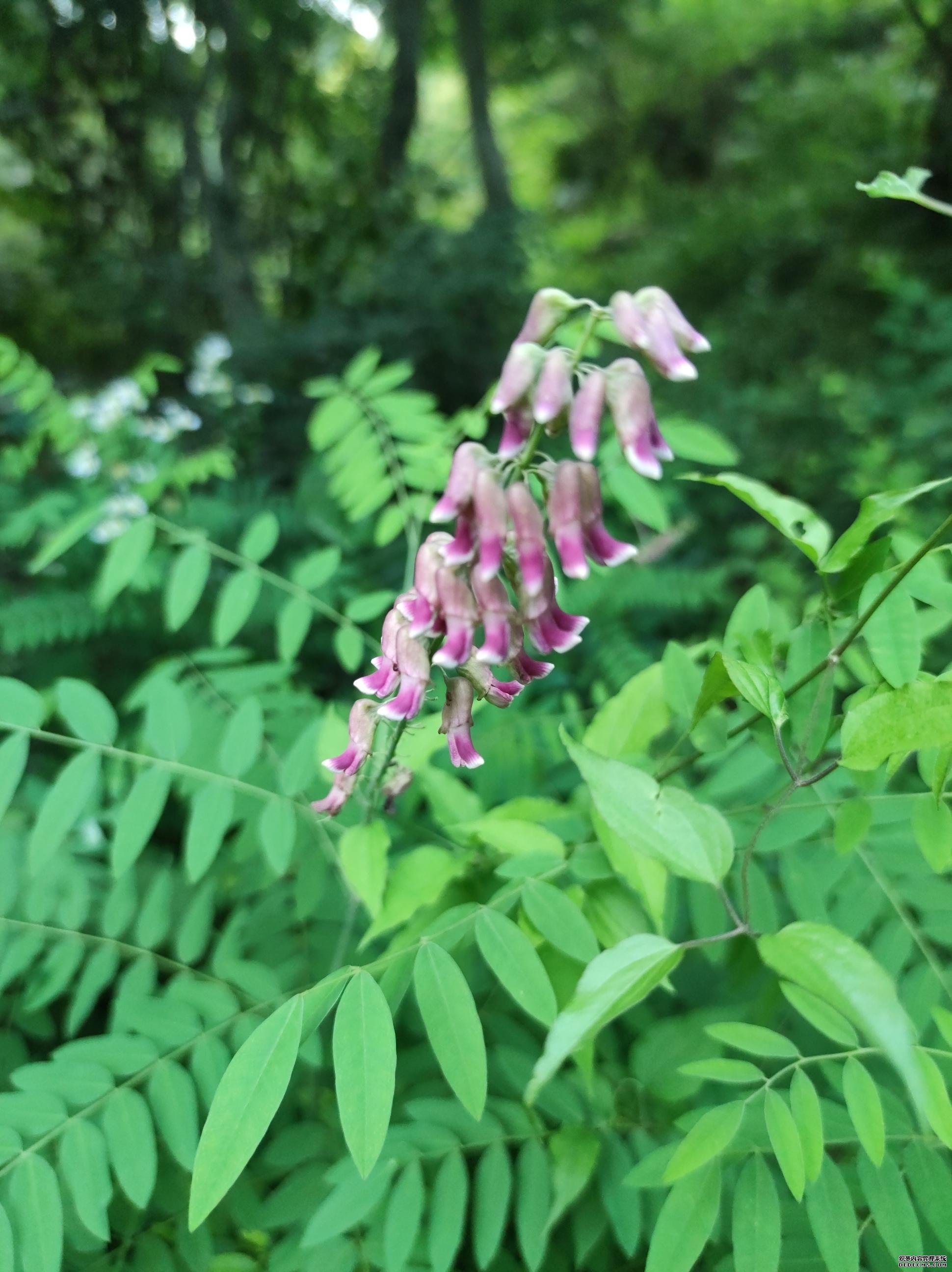 苦参花有紫色也