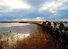 崇明岛我真的只