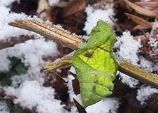 吊颈媳妇的传说