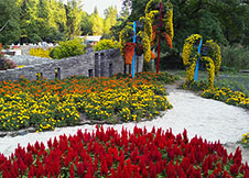 上海植物园菊花