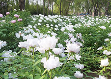 洛阳牡丹依然让