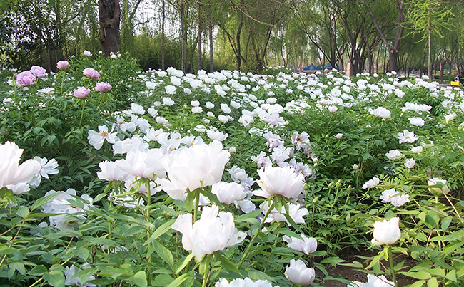 洛阳牡丹依然让我怀念