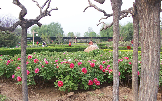 洛阳牡丹依然让我怀念