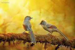 命里有时终须有