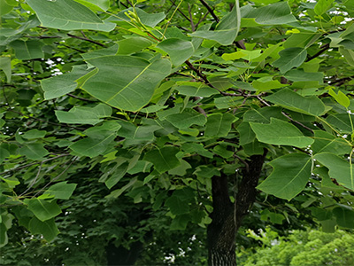 VMware虚拟机卸载