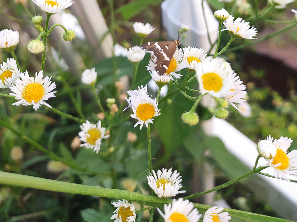 人无千日好花无