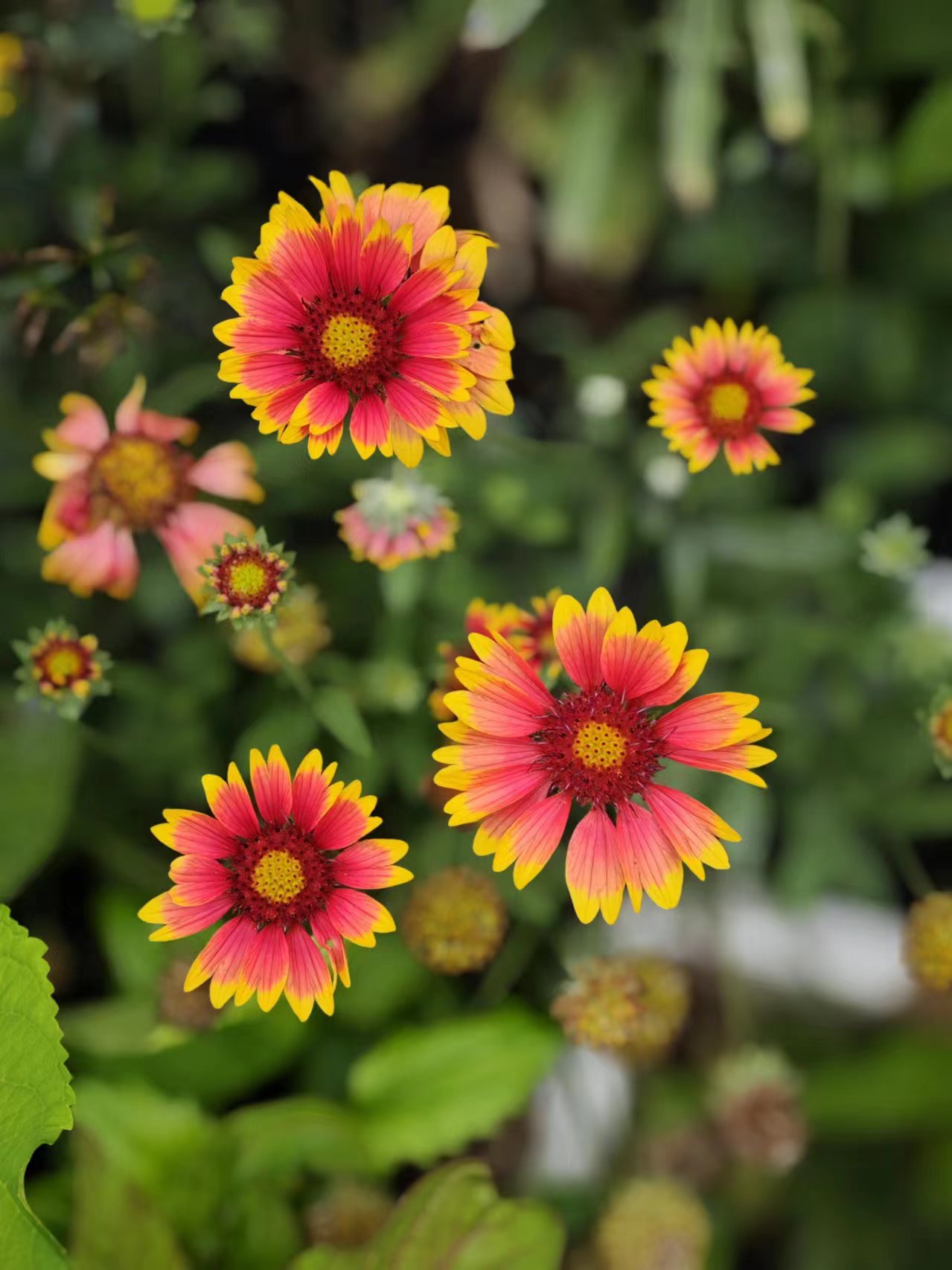 如果没有特别幸