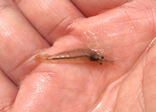 小虾子竟然会装死 差点信了