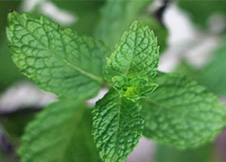 一杯美美的薄荷叶水 清凉解暑